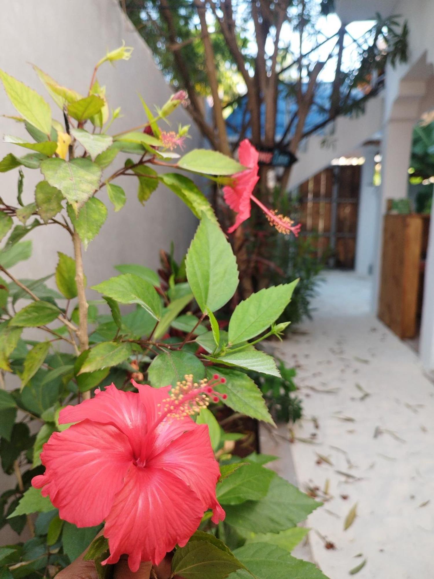 Pamoja Beach Stays Hotel In Jambiani Джамбіані Екстер'єр фото